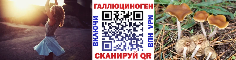 Псилоцибиновые грибы Psilocybine cubensis  Саянск 